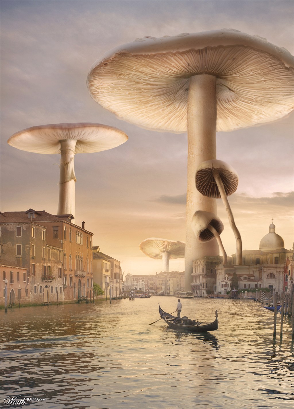 Venice Mushrooms