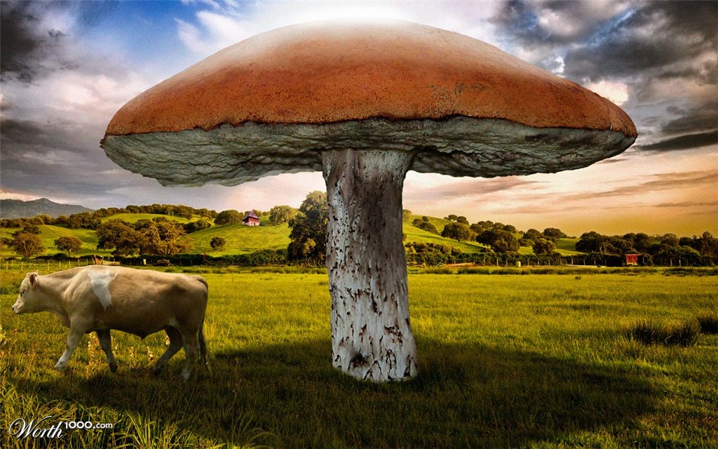 Big Mushroom