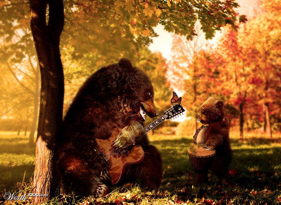 The bears