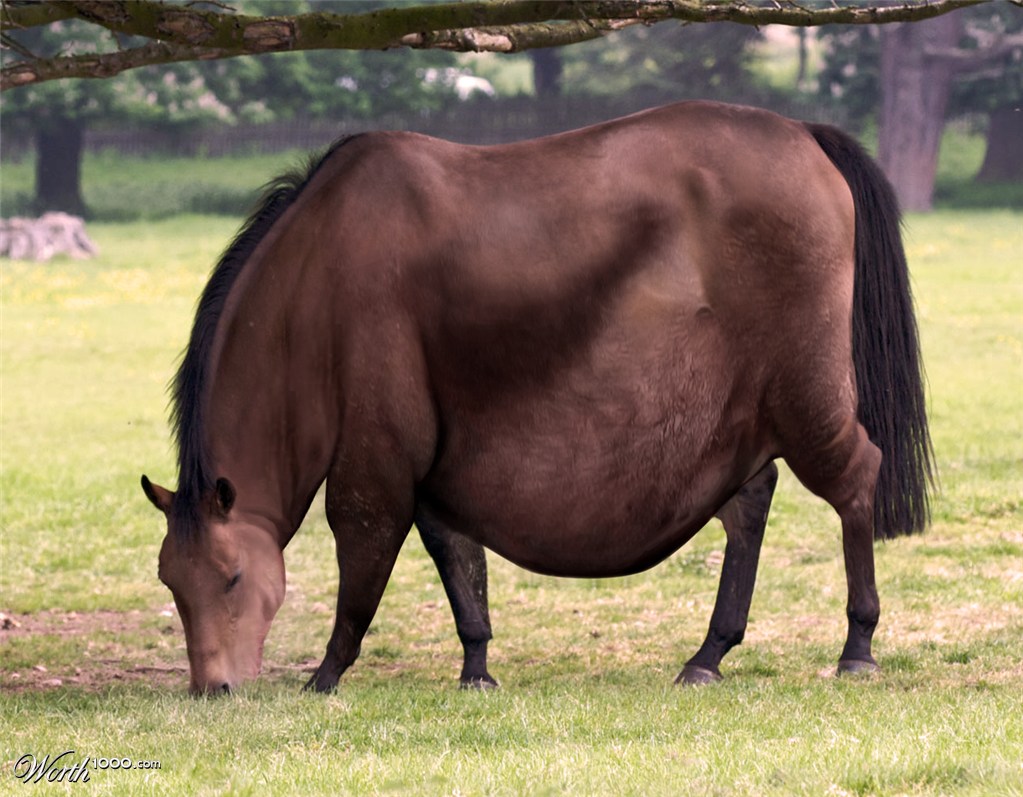 horsbesity