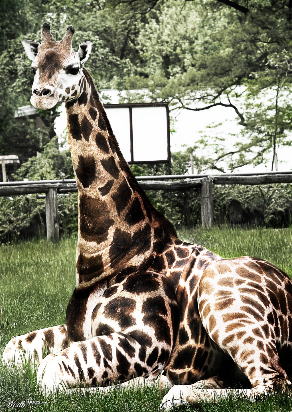 Obese Giraffe
