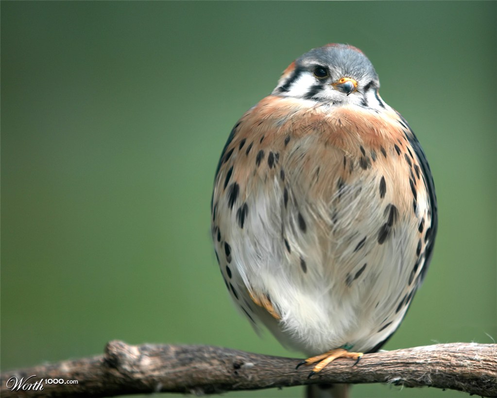 Cool Bird