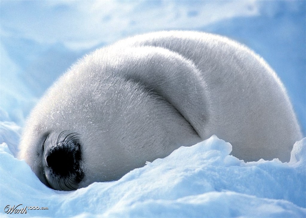 Obese Seal