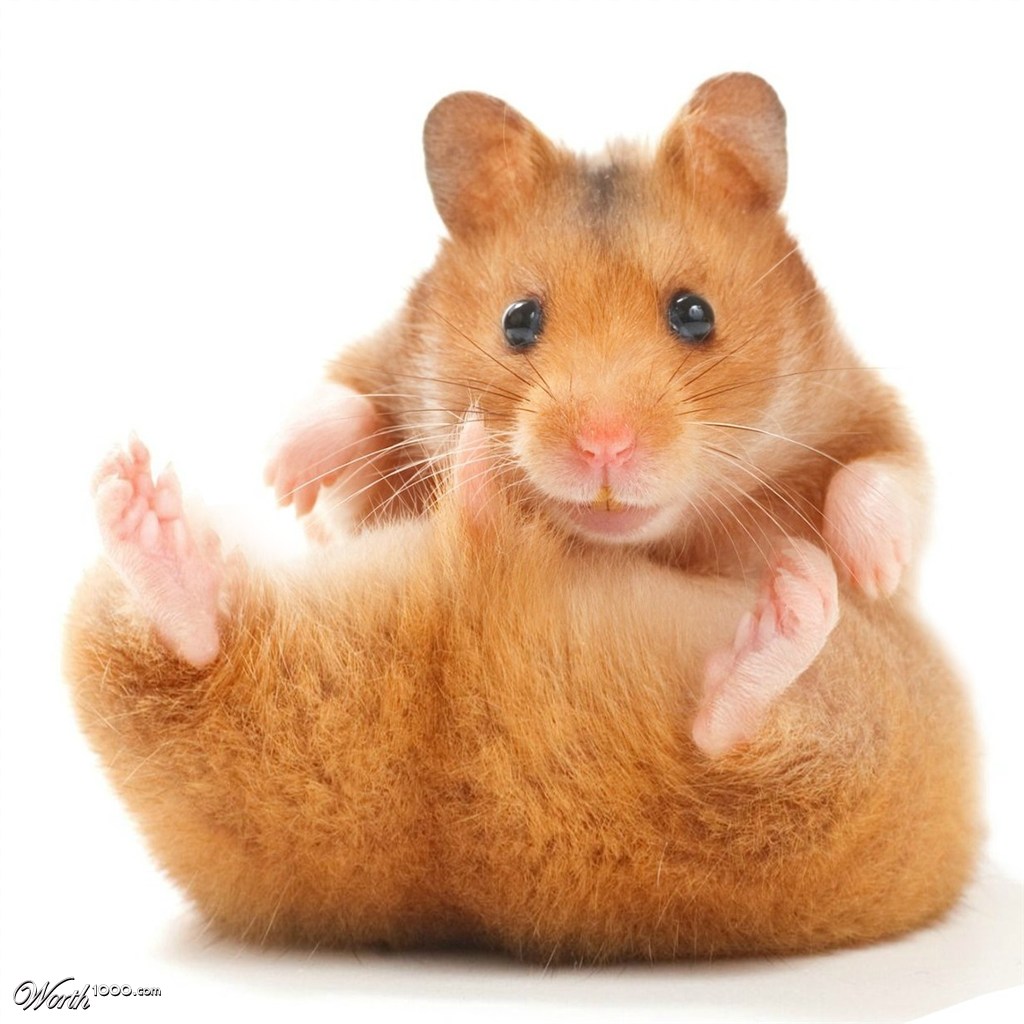 Obese hamster