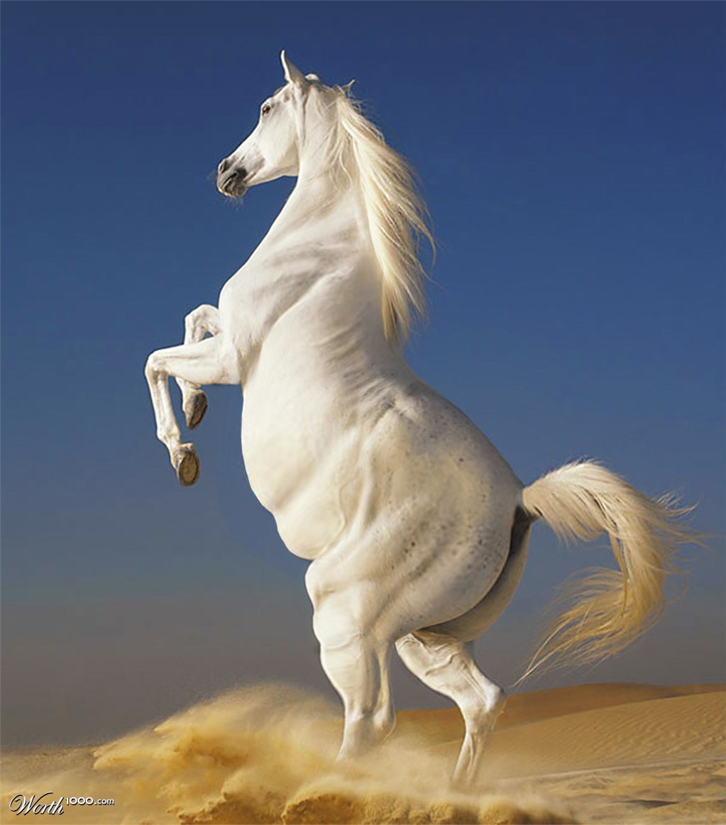 Fat Horse