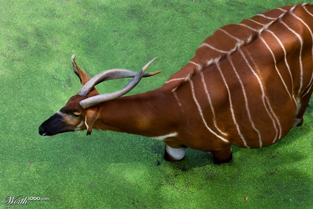Huge Goat