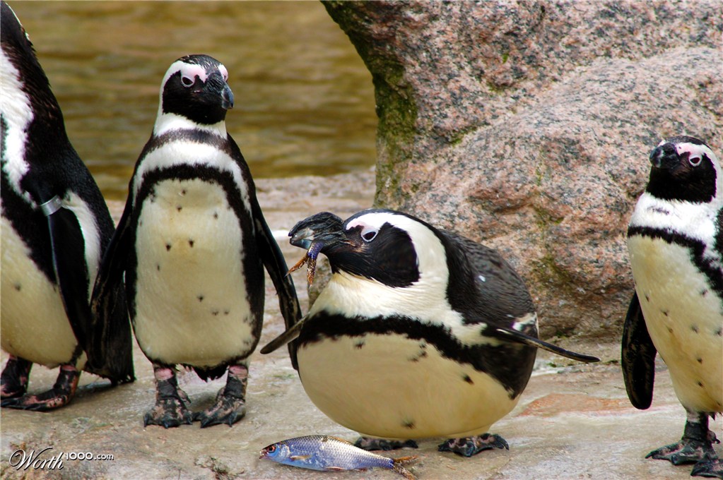 Can't P-P-Pick up this Penguin!