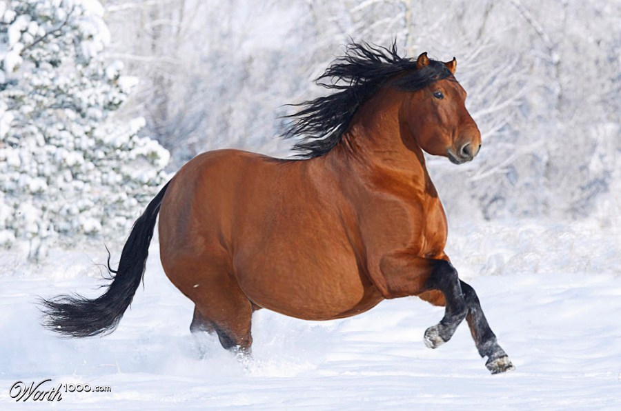 Fat stallion