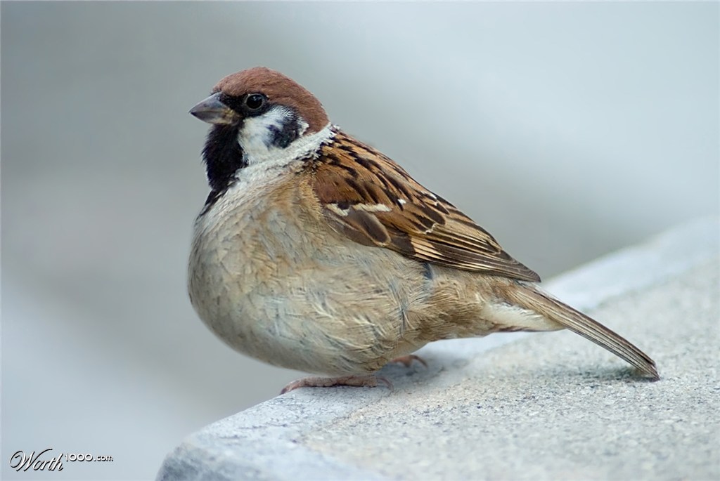 Fat Sparrow