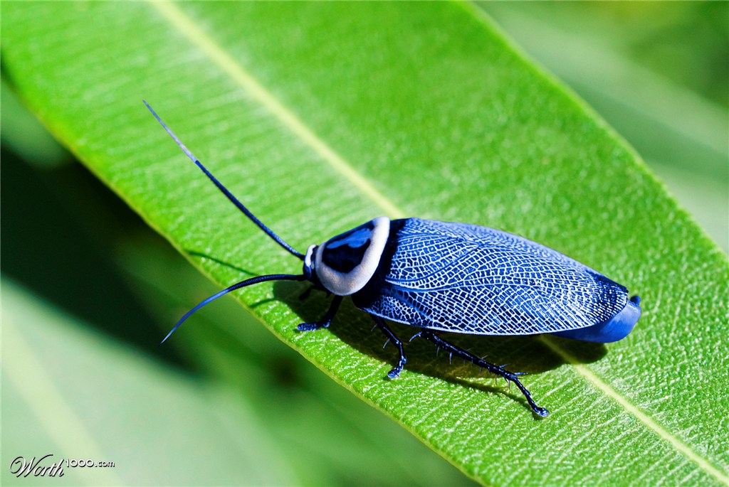 Blue Cockroach