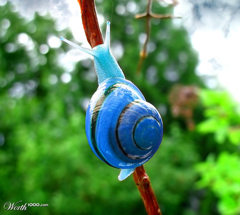 Blue snail