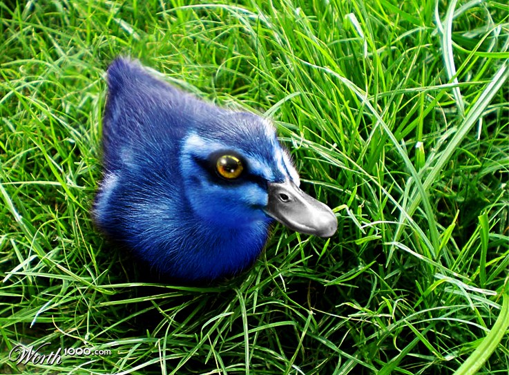 Blue duckling