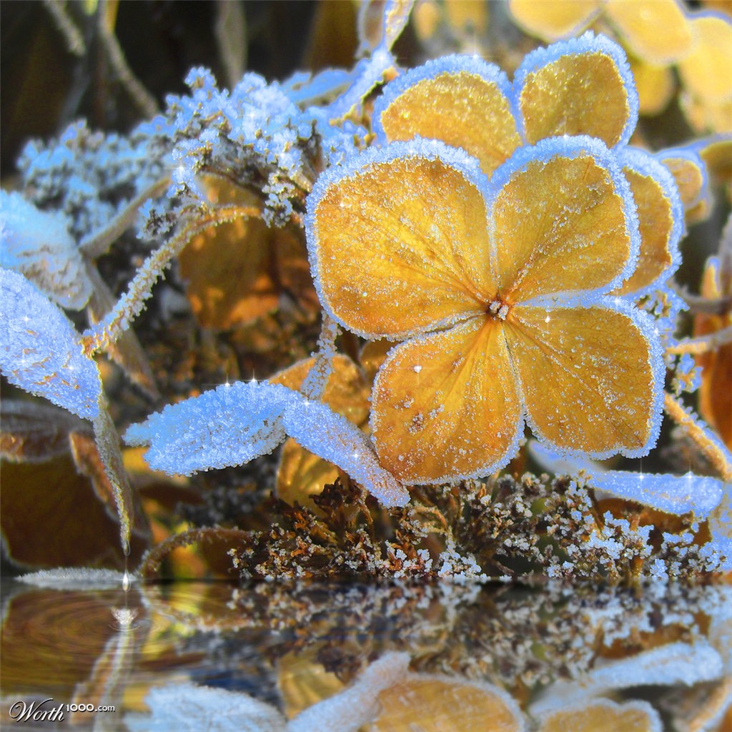 Frosty Blue