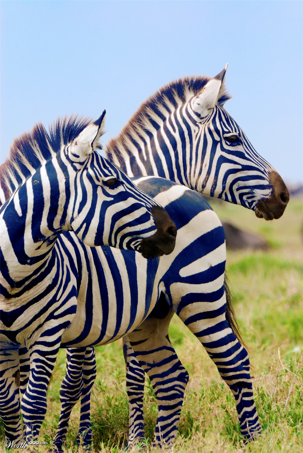 Blue zebras