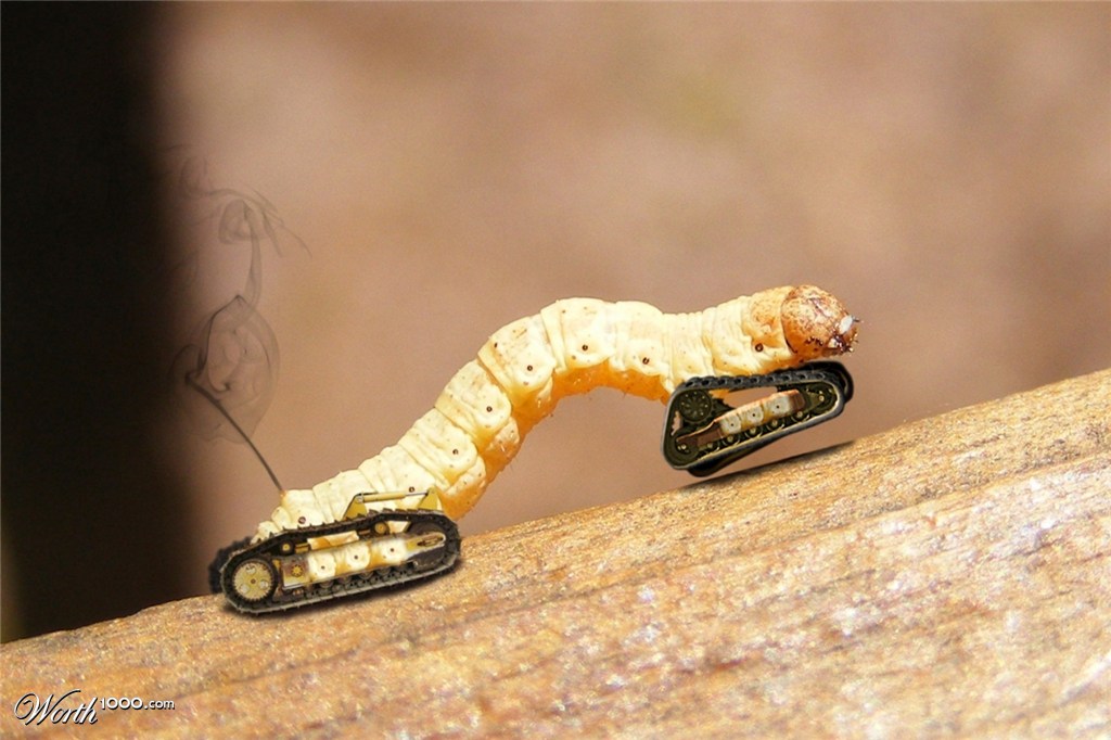 Caterpillar
