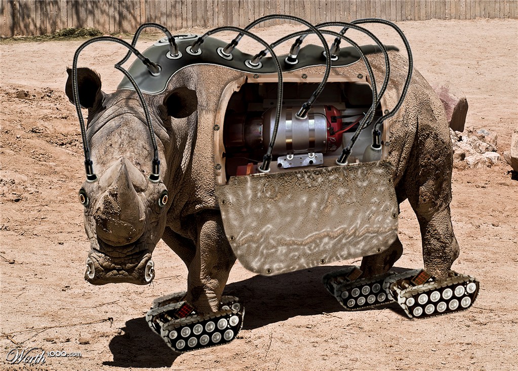 rhino