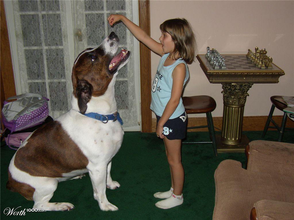 Big Dog
