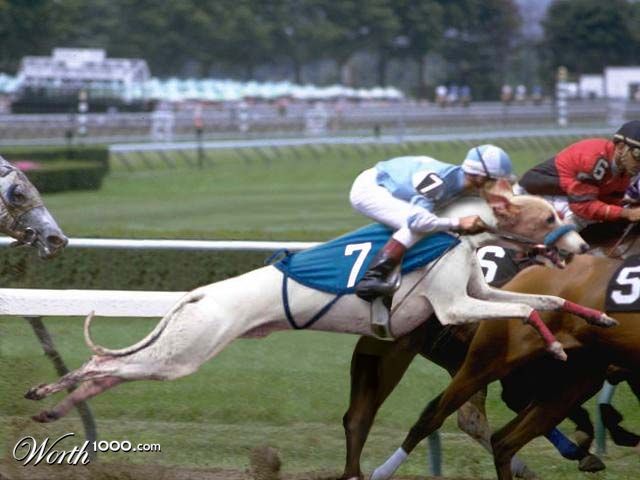 a dog at the races.