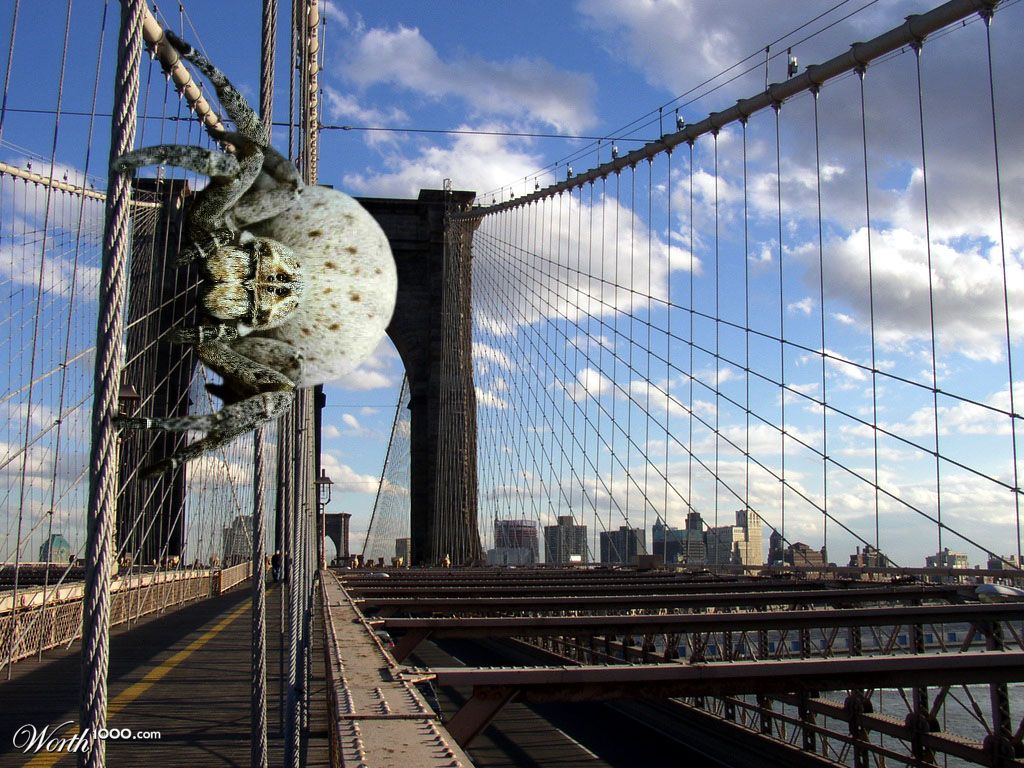 Brooklyn Spider