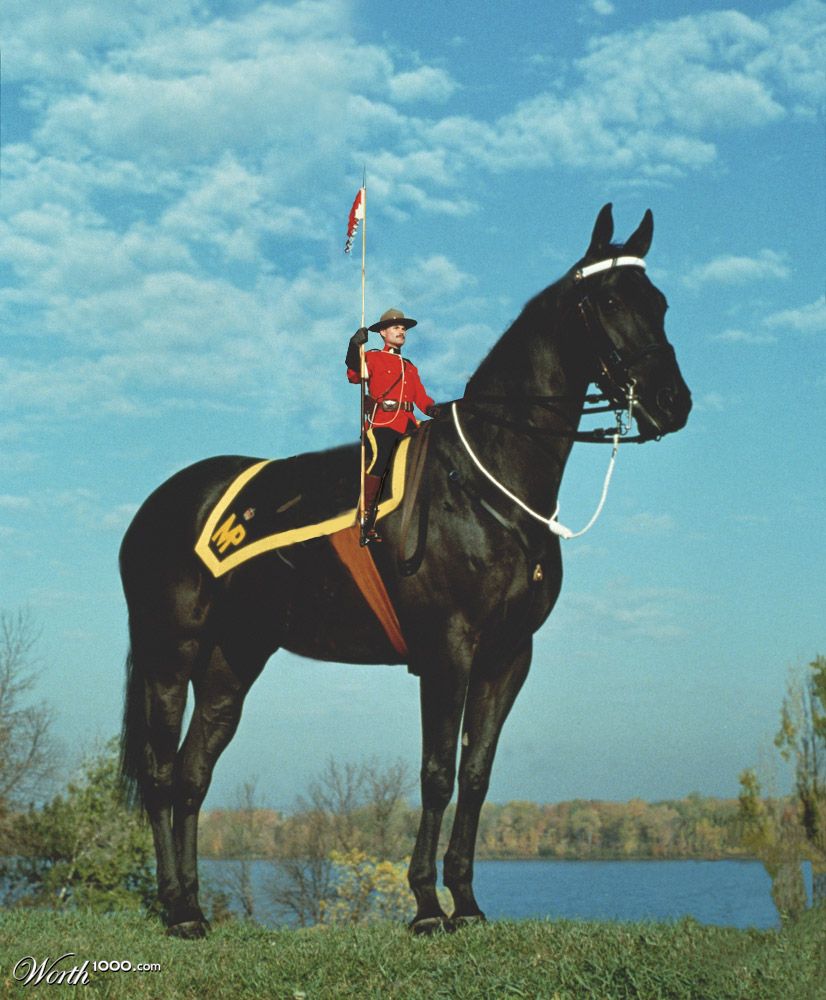 A Horse of Many Hormones