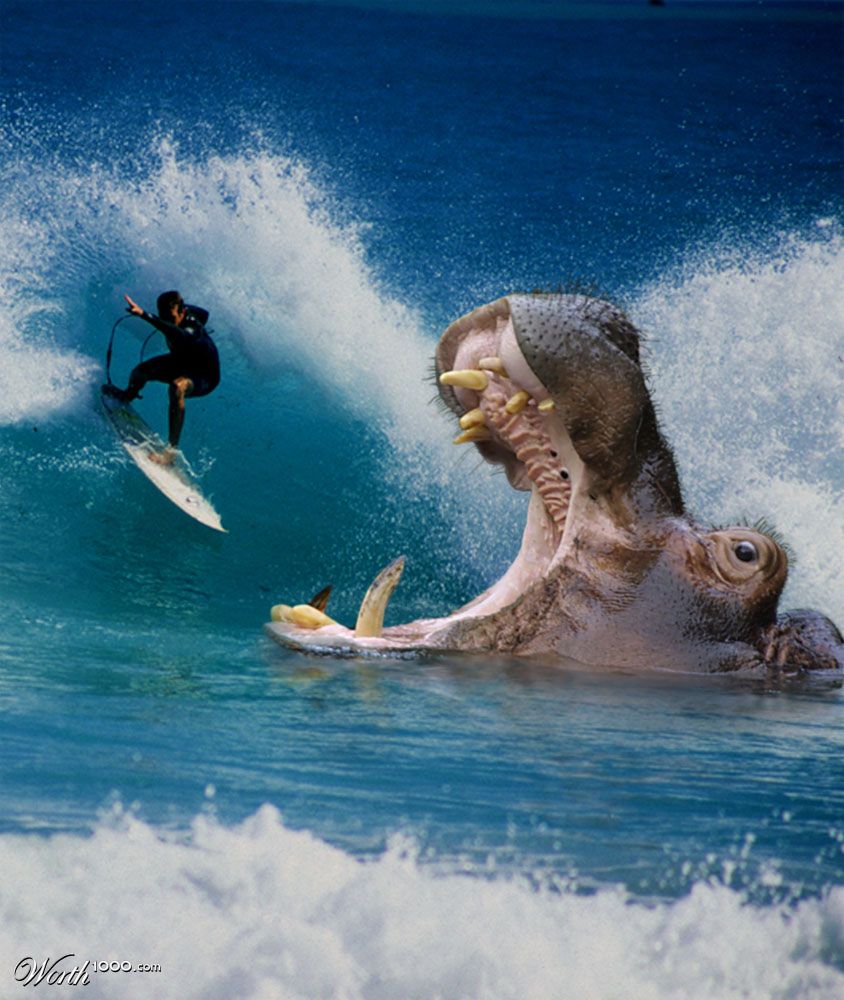 HippoSurf