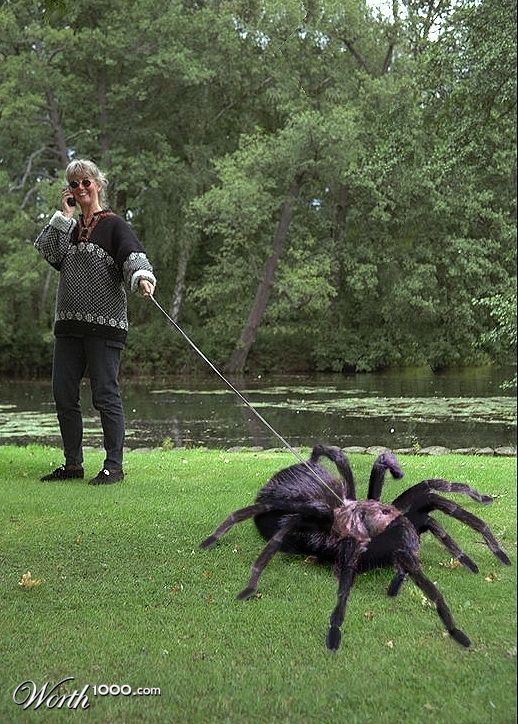 Walking the Spider