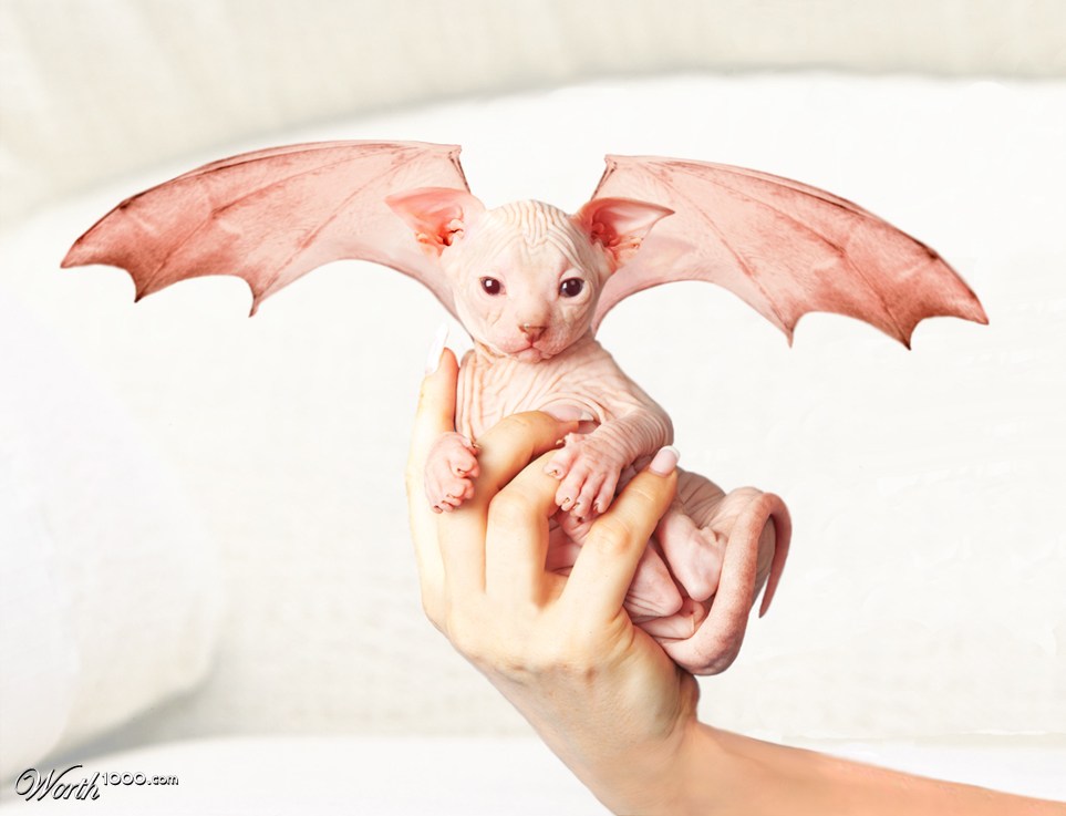 Tiny dragon