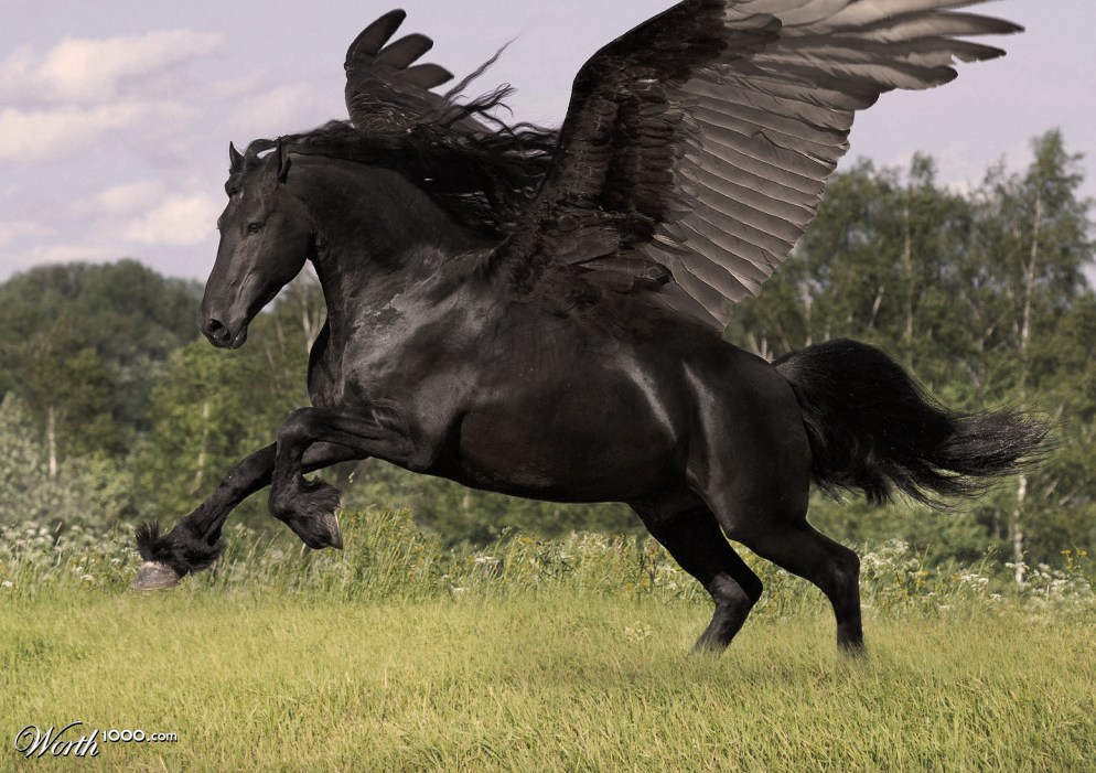 Black Pegasus