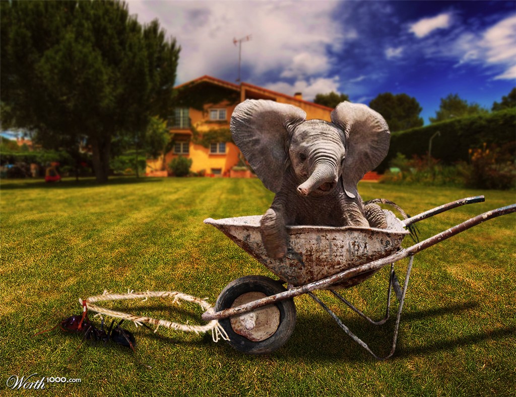 Baby elephant