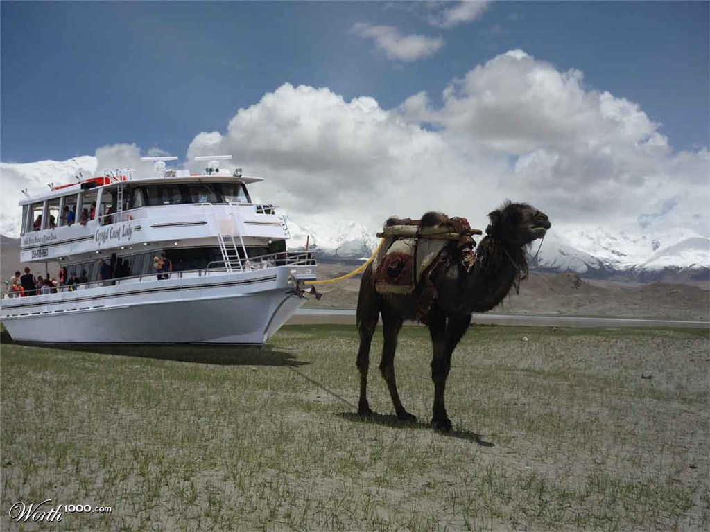 camel taxi