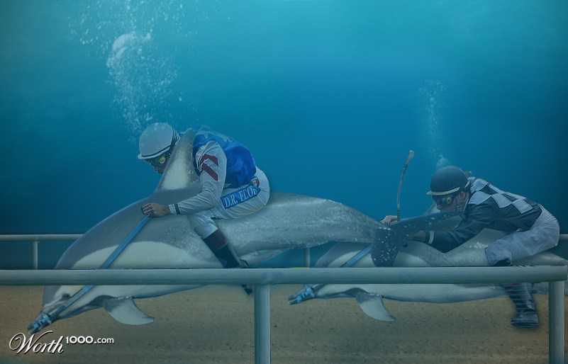 Dolphin Race