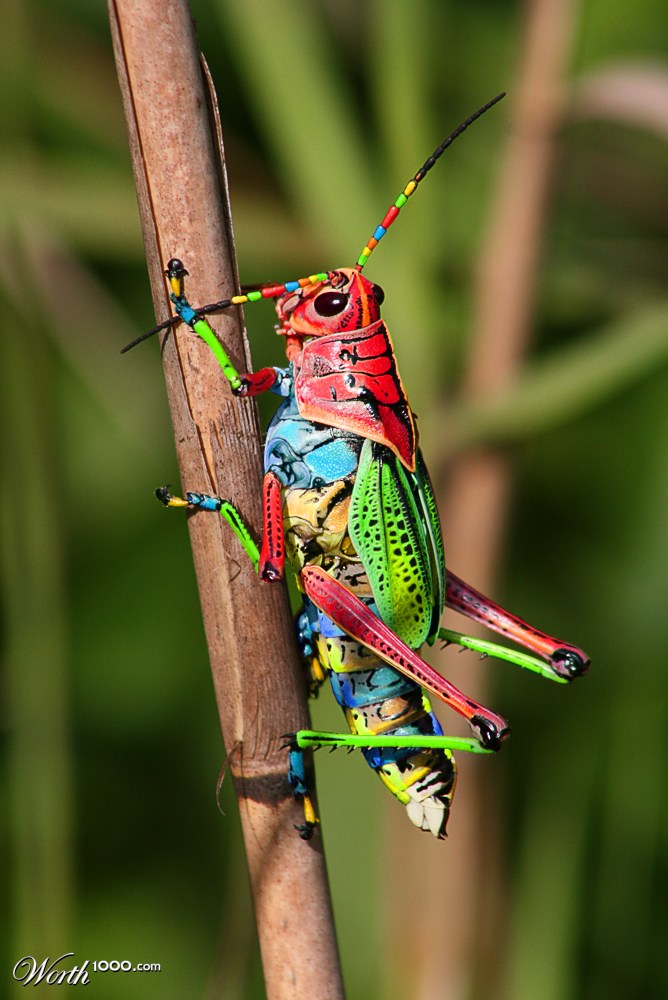 Colorful grasshopper