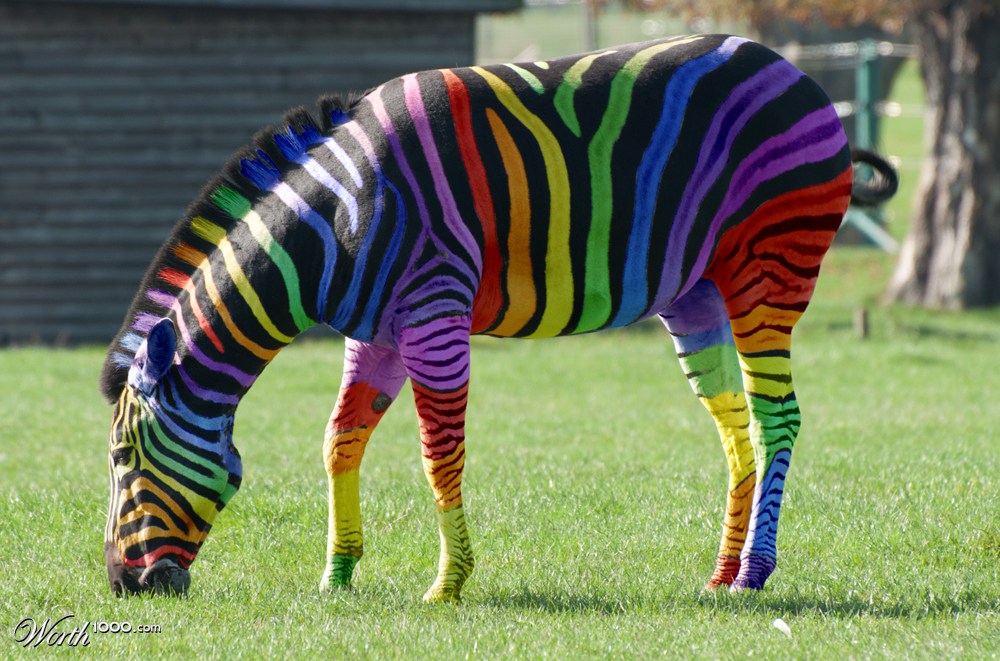 Rainbow Zebra