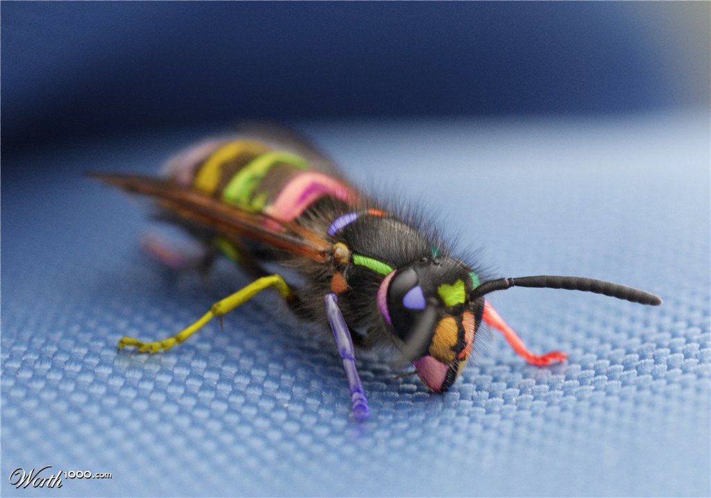 Wasp