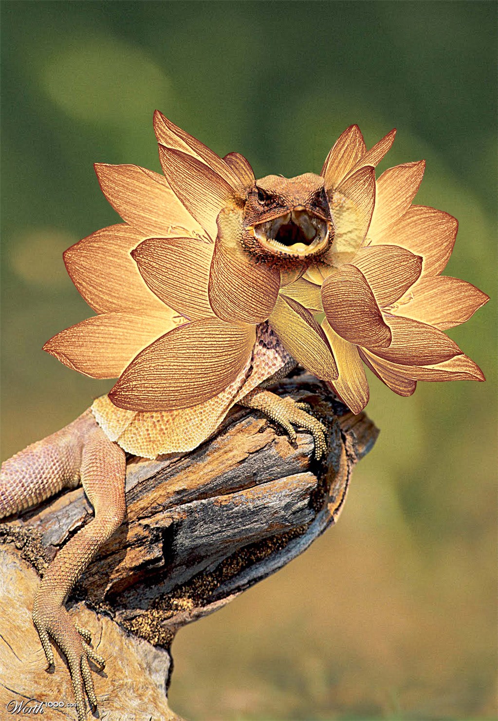 Flower Neck Lizard