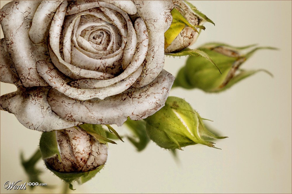 Marble Rose