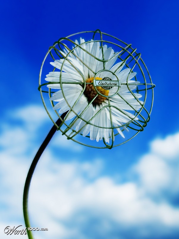 Fanflower
