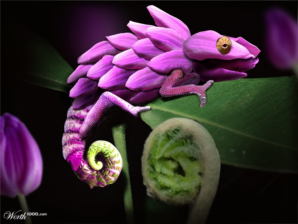 Chameleon Flower
