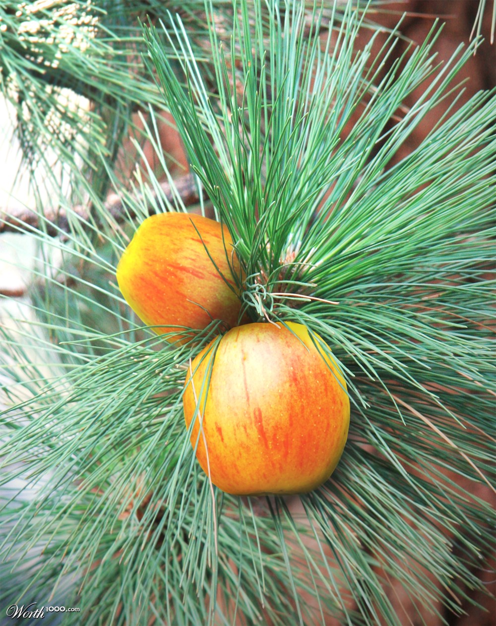 Pine Apples
