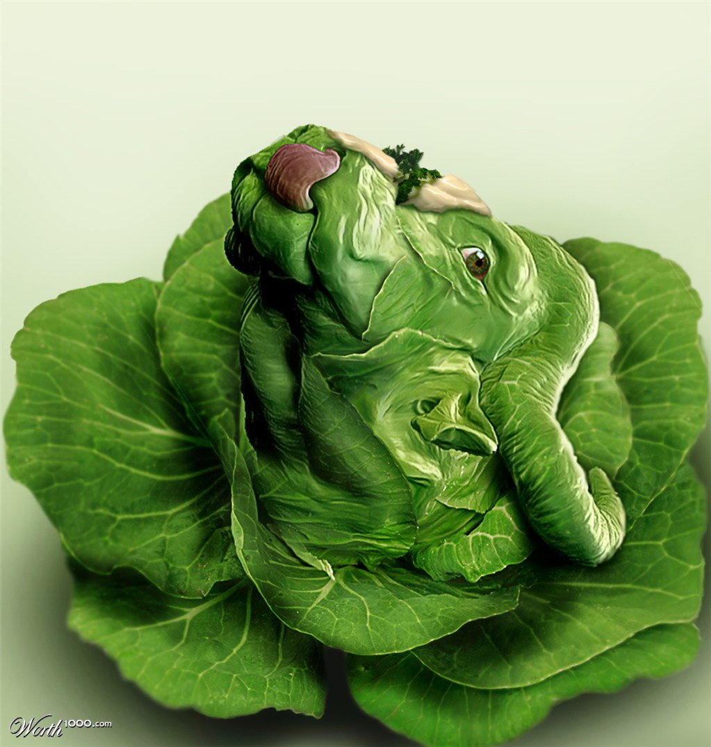 Beef Cabbage