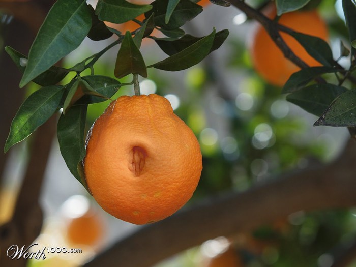 Navel Orange