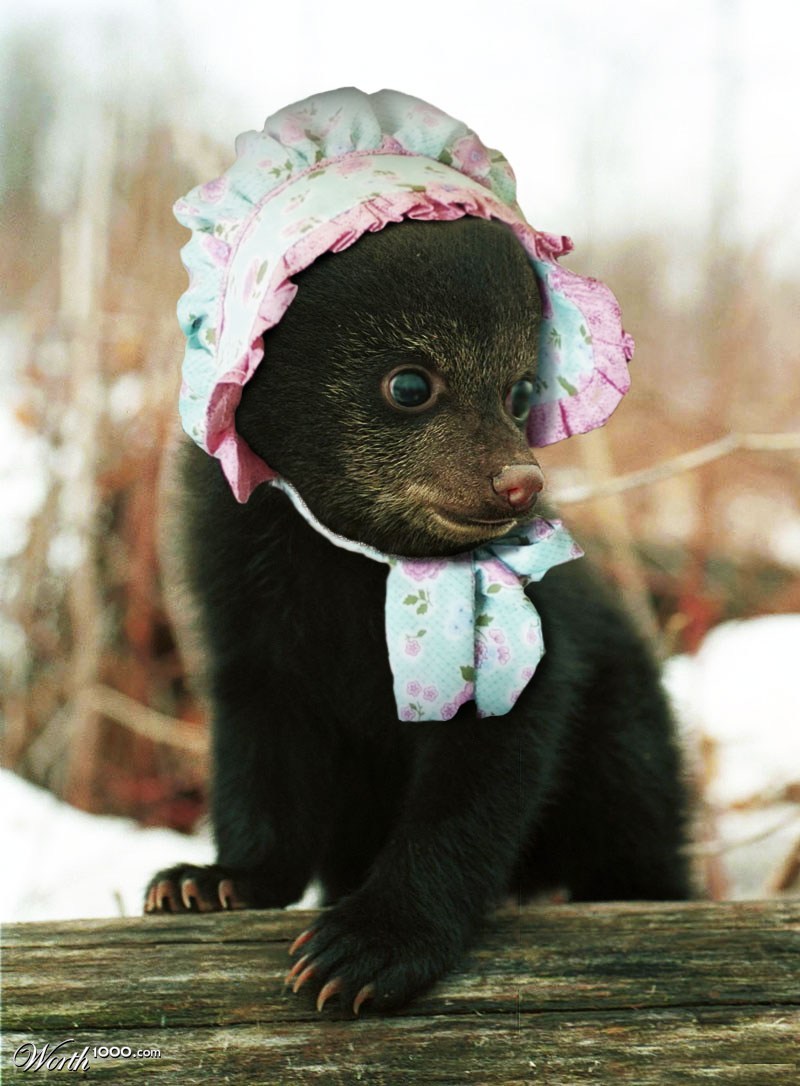 Country Bear