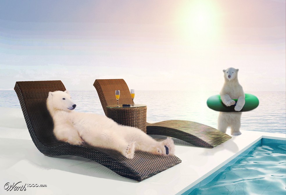Polarbear vacation