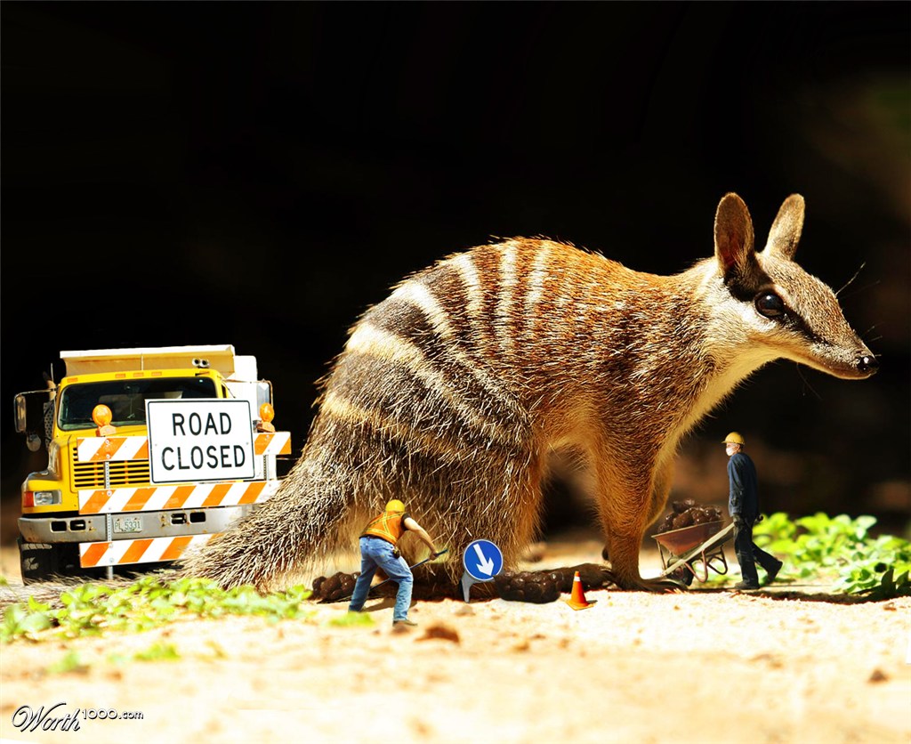 Numbat Crossing