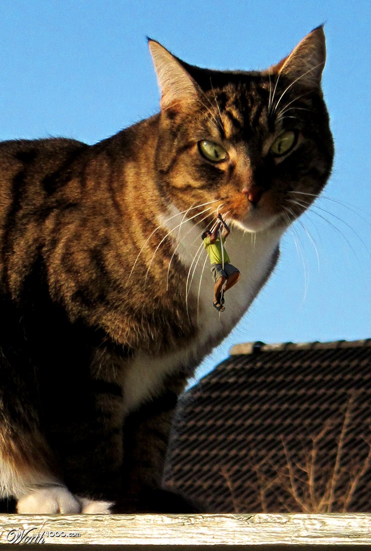 Climbing the whisker