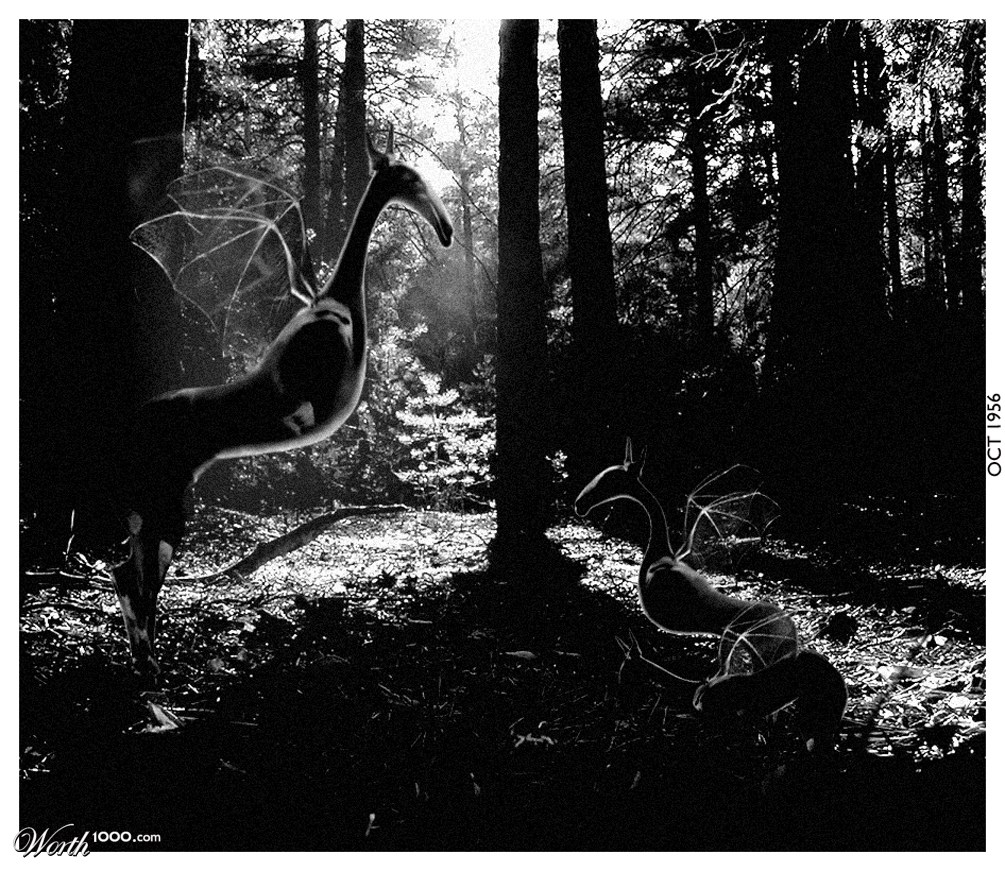 Jersey Devil Dawn