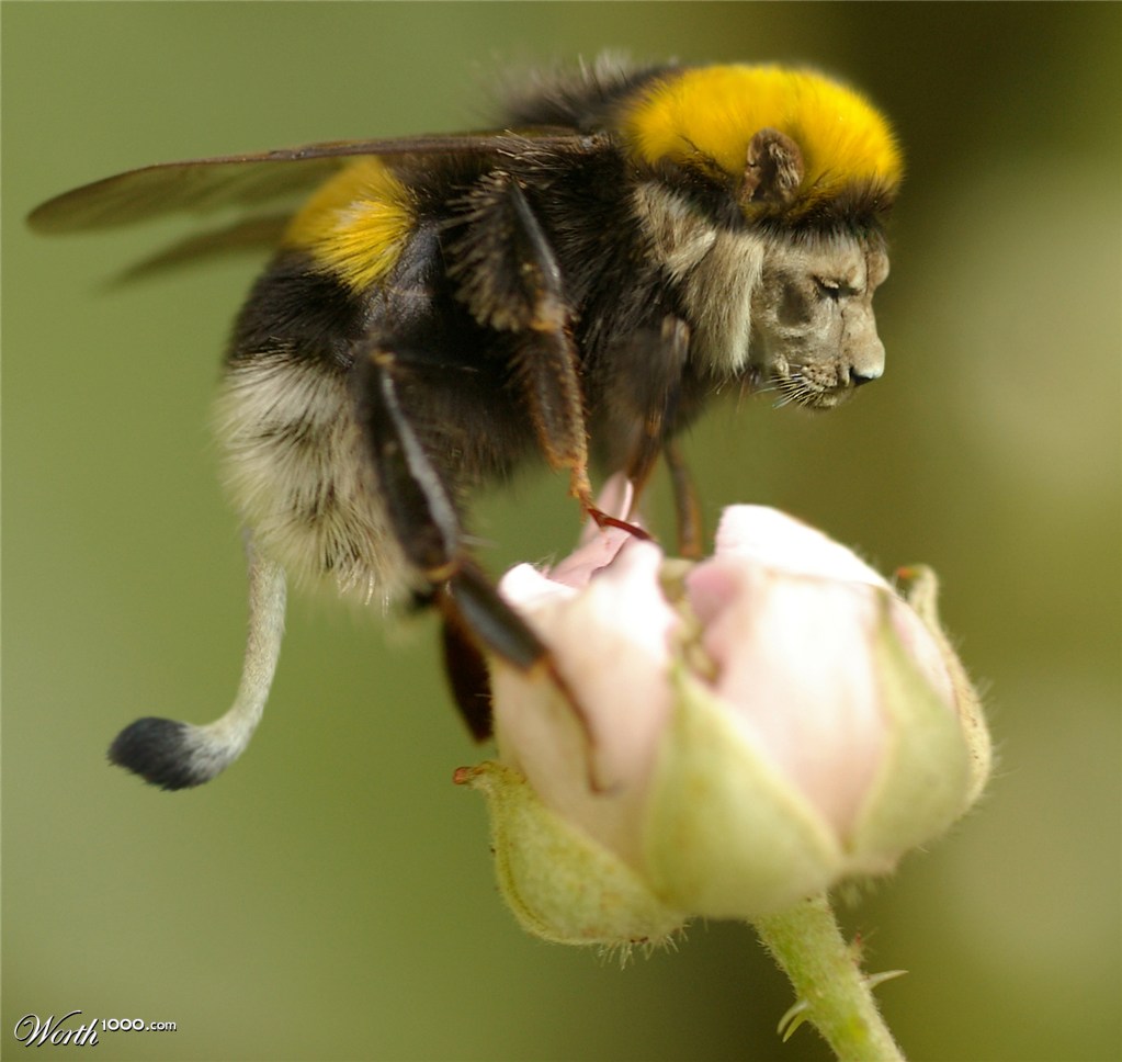 Lionbee