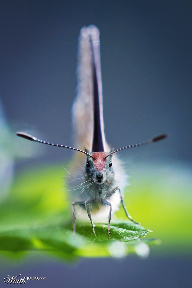 Squtterfly