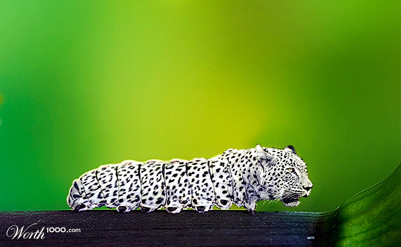 Persian Leopardpillar