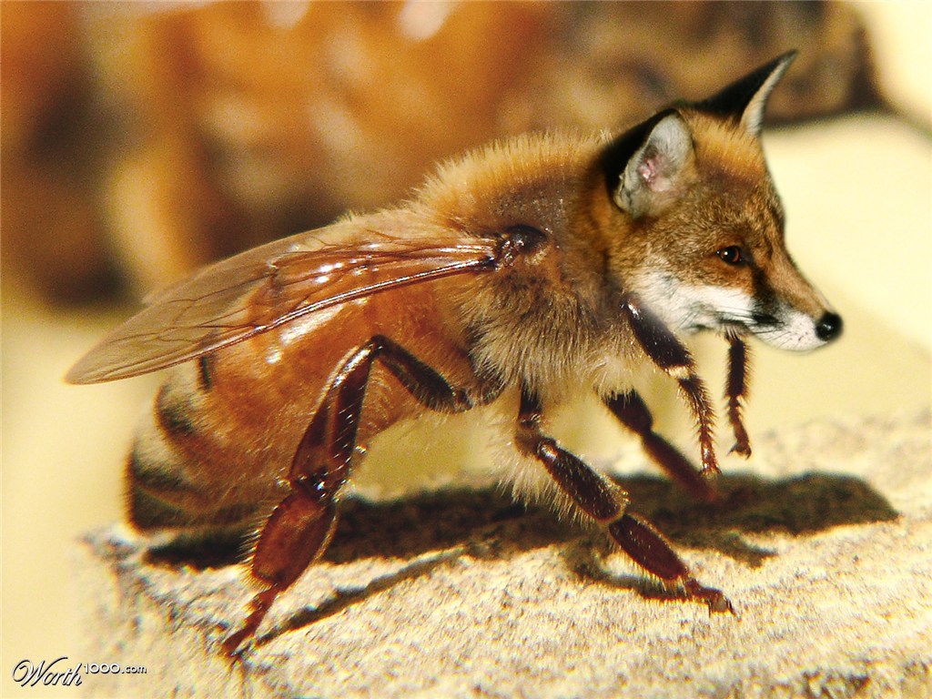 Foxzzz